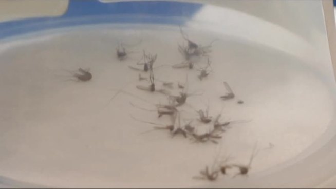 University Park is ramping up mosquito control plans due to the recent deaths reported in the area after victims contracted the West Nile virus.