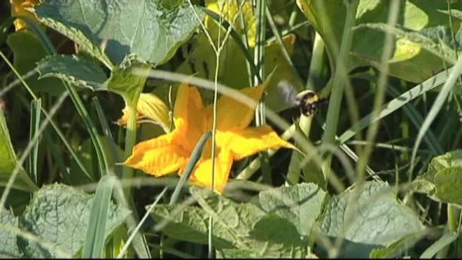 Denton County is preparing for aerial spraying while some farmers worry the process might kill helpful insects.