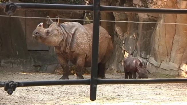 The Fort Worth Zoo needs help naming an endangered baby rhino.