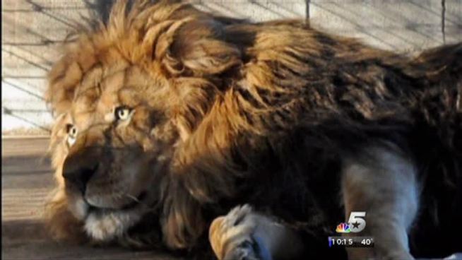 Twisted Root burgers donated 50 pounds of elk meat to help a sick lion get better in Texas. <a href=