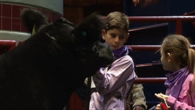 Stock Show grand champion winner is 12-year-old Stock Martin and his steer Lunchbox