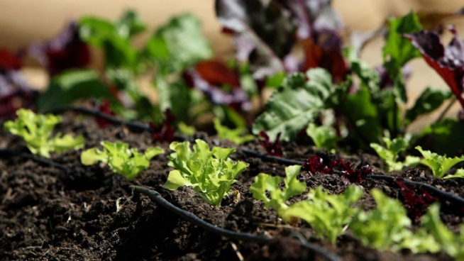 In an effort to save money on food, some folks are willing to give gardening a try.