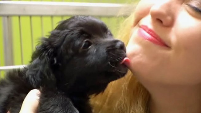 The Dallas County District Attorney received a $200,000 gift to open an animal cruelty unit which will focus strictly on crimes involving animals.