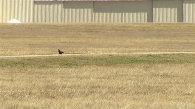 Coyotes, beavers, raccoon and mice have all been spotted at Arlington Municipal Airport.
