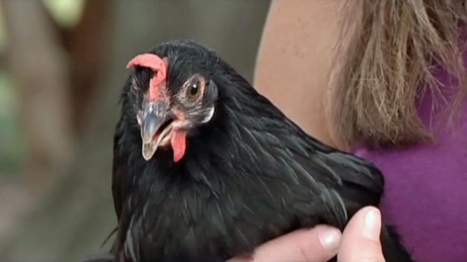 Flower Mound and Denton are considering changing their chicken laws so that there would be fewer restrictions when it comes to backyard chickens.
