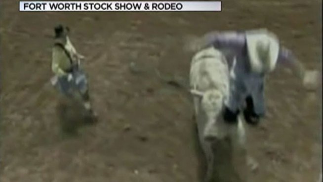 Dusty Tuckness, a seven-year veteran bull fighter, was nipped by a bull Thursday at the Fort Worth Stock Show and Rodeo.