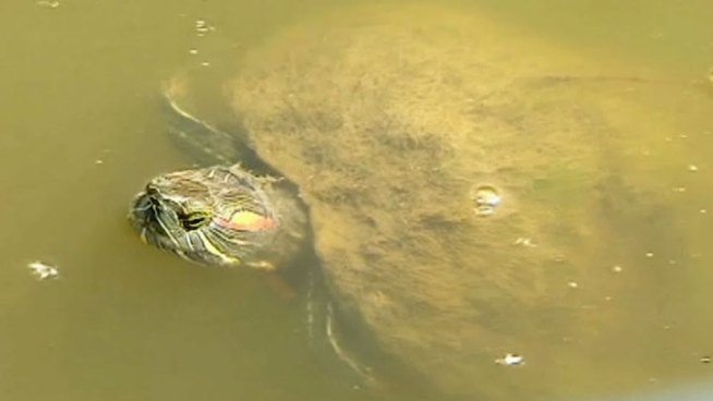 Valley Ranch residents who frequent the canal area have noticed turtles outnumbering and even threatening other wildlife in the area.