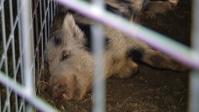 Fort Worth Code Enforcement caught several of the 60 feral hogs that escaped from a Fort Worth meat processing plant. This 50lbs. hog was hit with a tranquilizer dart, and is one of the smallest ones caught.