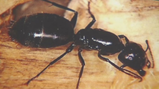 Warmer weather and spring showers are bringing out the bugs and with insects starting to swarm it's not too early to start looking for ways to keep them out of your home and yard.