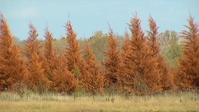 Texas-grown Christmas trees will be hard to find this holiday season after the 2011 drought.