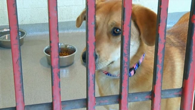 Collin County Animal Services says it's overrun with unwanted pets and through a private partnership will start Project S.N.Y.P. or Spay and Neuter Your Pups in an effort to reduce the dog and puppy population over the next two years.
