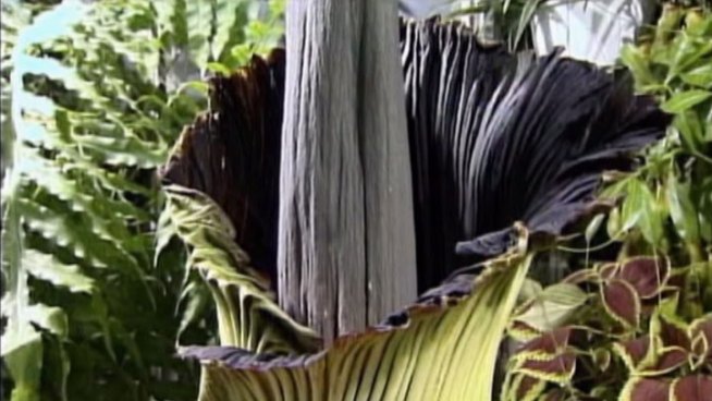 People are flocking to Moody Gardens in Galveston to see the rare corpse flower called Morticia.
