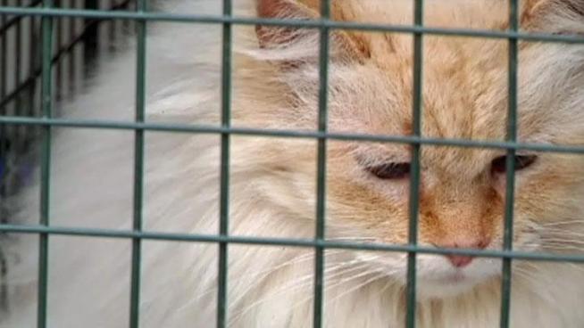 Robert Limas surrendered his cat for fear it may have rabies, and other residents on Azalea Street have been warned to be on the look out after a confirmed case of rabies in a kitten.