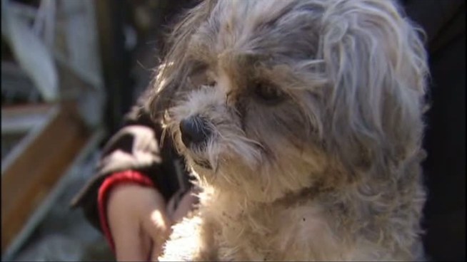 The family dog also survived a Haltom City explosion and house fire.