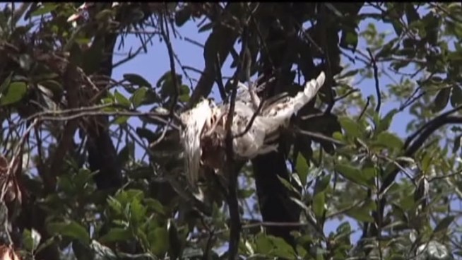 Residents along Chamberlain Drive in Carrollton are not eagerly awaiting the return of egrets that make a mess of their neighborhood.