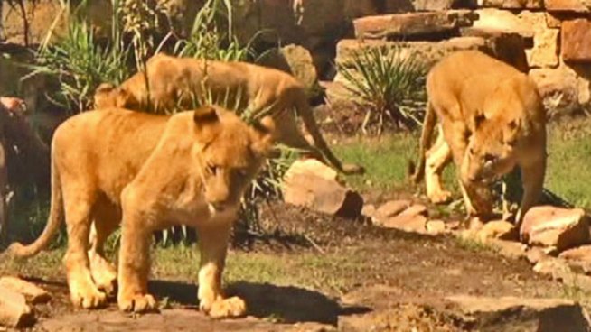 Jabulani, a boy, is joined by girls Saba and Abagebe at the Fort Worth Zoo's African Savannah exhibit.