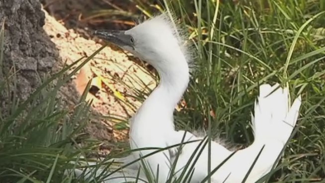 Residents in Fort Worth's Tanglewood neighbhorhood are growing frustrated with dodging dirty egrets that have moved in.
