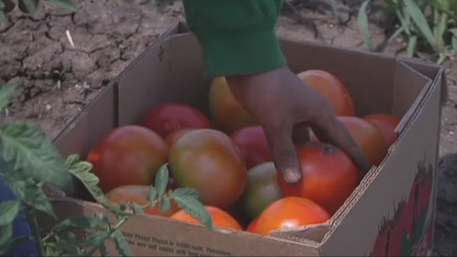 Farmers in Denton County say the mild winter and recent rainfall have produced plentiful crops this year.