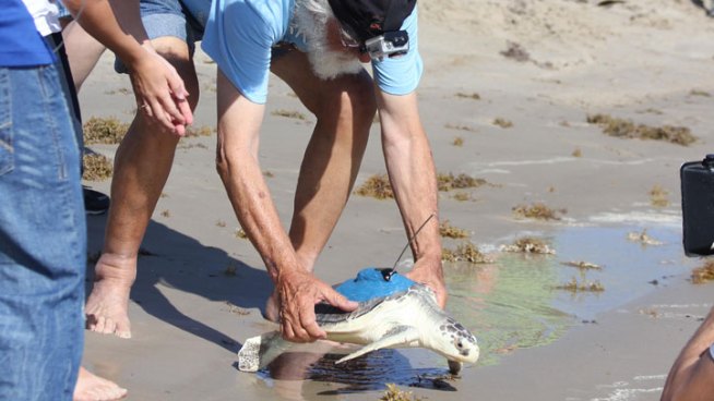 A Kemp's Ridley sea turtle found in the Netherlands, that underwent rehab in  Grapevine, finished its journey when it was released in the Gulf of Mexico Friday.
