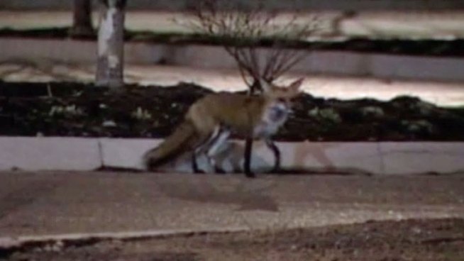 More cases of distemper are showing up in North Texas wildlife including foxes in Flower Mound.