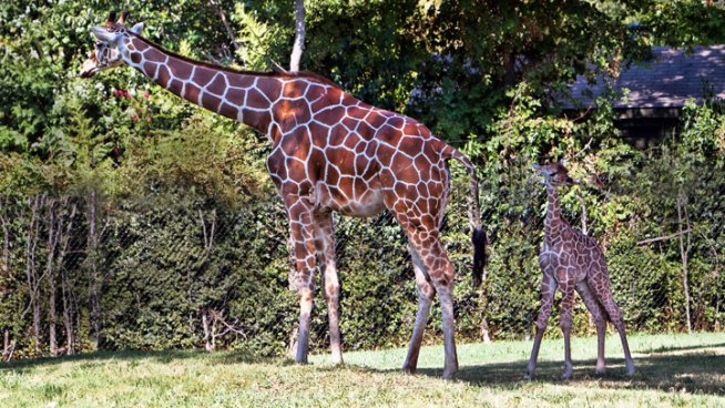 The Fort Worth Zoo is sharing some of the first images of mom and baby together.