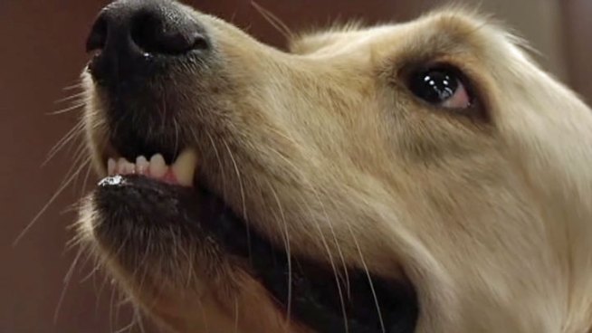 Golden retriever Hopalong Cassidy IV has a prosthetic leg and as a therapy dog inspires others including people with special needs.