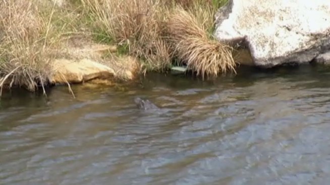 Alligators call a restricted area on the other side of the dam at Eagle Mountain Lake home. Game wardens say take a picture but leave the gators alone.
