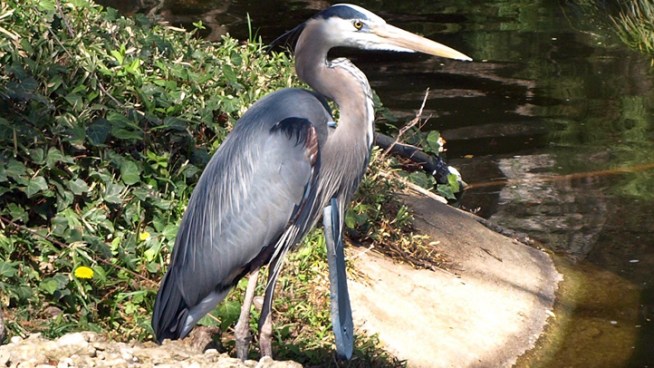 A Great Blue Heron had been seen at the <a title=