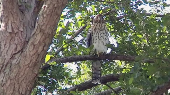 A hawk protecting her nest has injured some people outside the Boy Scouts of America Headquarters in Irving.
