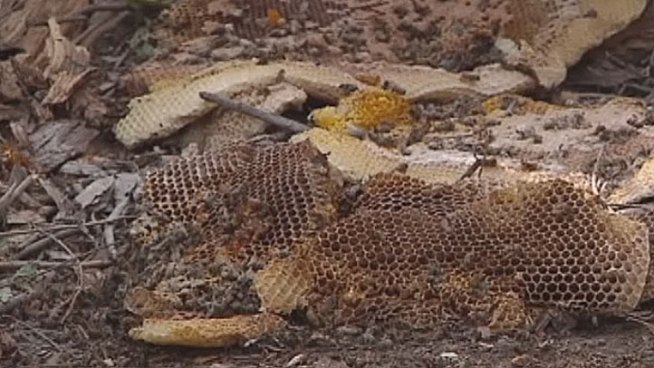 500,000 bees that built a massive hive in a rotting tree in Richardson had to be destroyed when a beekeeper identified them as Africanized killer bees.