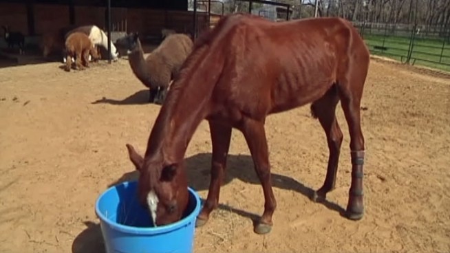 Midnite the miniature horse is not the only one with a prosthetic leg at Ranch Hand Rescue in Argyle. Now Phoenix, a full-size horse, is beating the odds with a new man-made leg.