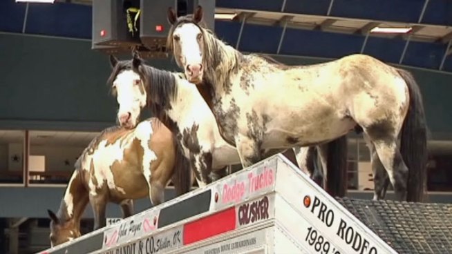The Mesquite Rodeo will showcase the One-Arm-Bandit Company this weekend which is founded by a cowboy with one arm.