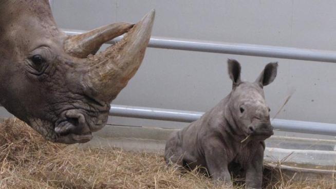 New baby rhino born at Fossil Rim Wildlife Center