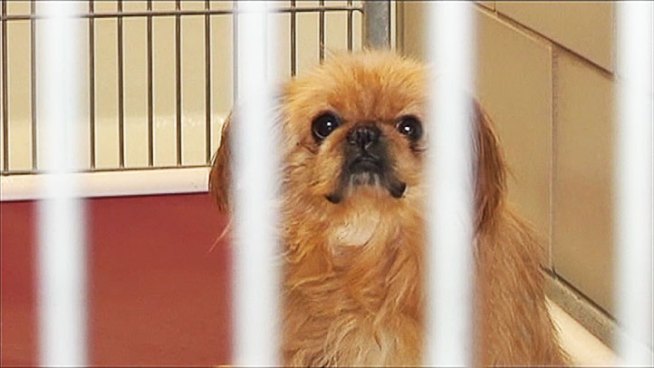 Darrell Hammond is under investigation after surrendering at least 35 animals to the Irving Animal Care Campus in 2011 and another eight animals this past weekend.