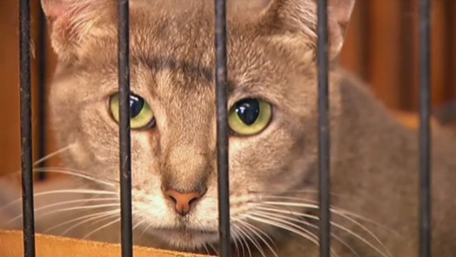 Hurricane Isaac may be a distant memory but hundreds of shelter animals relocated to North Texas don't return to Louisiana and Mississippi, they still need homes.