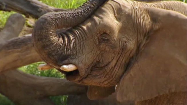 The Dallas Zoo is preparing for Elephant Appreciation Day by having Jenny the elephant and her pachyderm pals paint three canvases for a raffle, the money will support elephant research and conservation.