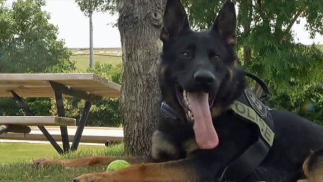 The newest member of the Arlington Police Department is almost ready to start patrolling the streets. K9 Officer Finn, was recruited to take Vic's place in the K9 Unit after he died from cancer.