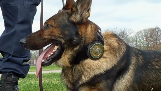 The regions K-9 police unit trials wrap up in Wylie Friday as the best K-9 units battle to be top dog in obedience, agility, suspect search and criminal apprehension.