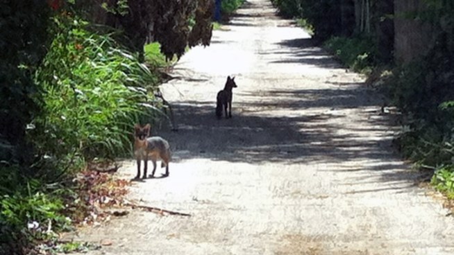 Lakewood residents say they believe foxes are to blame for the deaths of cats in their neighborhood.