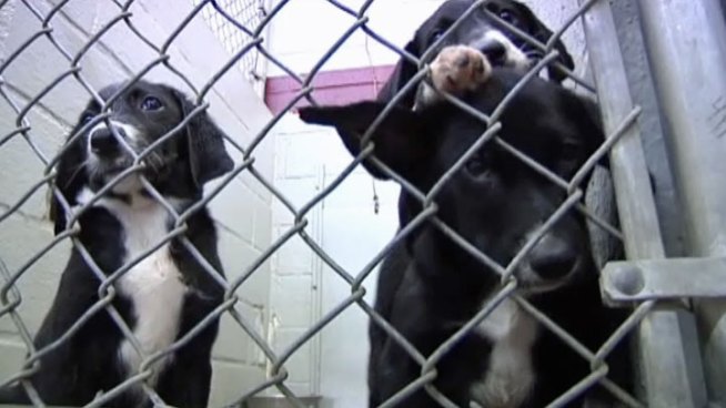 The City of Lewisville moved cats and dogs into its new 15,000-square-foot, state-of-the-art animal shelter Friday.