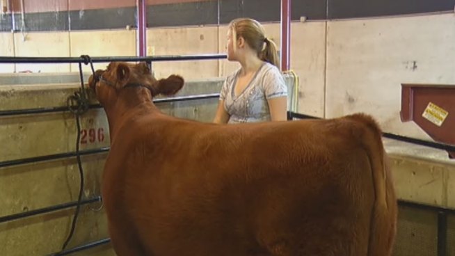 It was livestock appreciation day at the Fort Worth Stock Show and Rodeo Thursday.