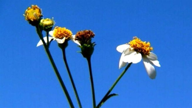 Some doctors have said that this year the weather will play a part in how much people suffer from allergies.