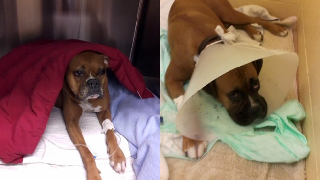 There is a $4,000 reward for information in the fatal poisonings of two dogs who ingested anti-freeze in north Fort Worth.