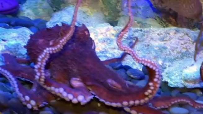 Ringo the one-year-old Northwest Octopus is the star of the grand opening of the Octupus Garden at Sea Life Aquarium in Grapevine. Michelle Komarek and Oscar Miranda of Sea Life Grapevine explain what makes Ringo unique and why he wasn't cooperating during his debut.