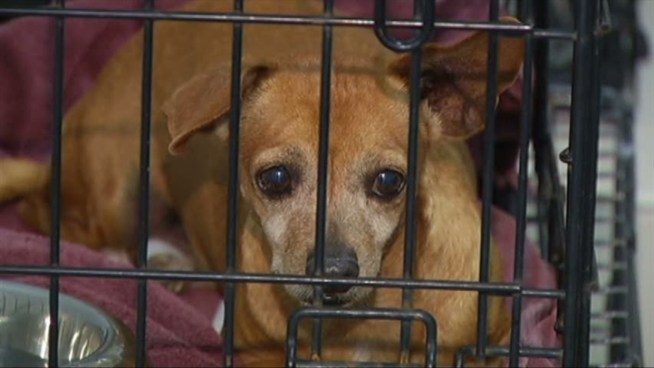 Some dog breeders are opposed to a bill, which would regulate large scale breeders and shut down puppy mills.