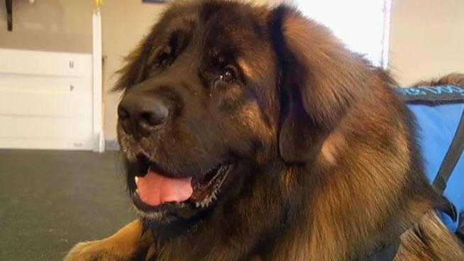Grand Champion Kalahari's Call to Attention (also known as Patton) a Leonberger from Plano has been invited to the Westminster Dog Show at Madison Square Garden, but that's not what makes Patton special.