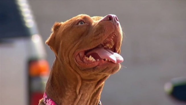 Many more North Texas restaurants are creating a spot at the table for man's best friend.