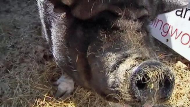 The congregation at St. Nicholas Episcopal Church in Flower Mound has adopted a potbellied pig named Avery as a weight loss mascot.