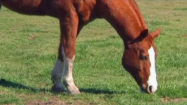 The drought could be the cause of a life-threatening disease, called pigeon fever, in North Texas horses.