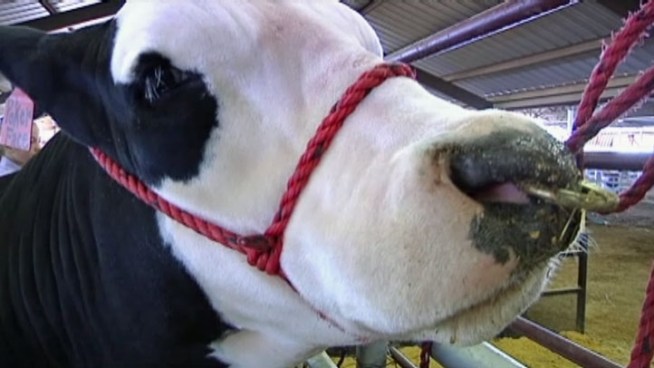 Students are putting their best boot forward showing off their livestock at the Denton County Youth Fair and Rodeo.